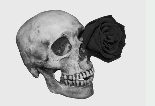 Rose noire dans le crâne des yeux Monochrome — Photo