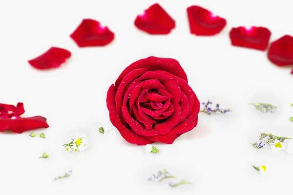 Rosa rossa con sfondo bianco Foto Stock Royalty Free
