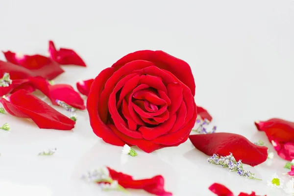 Red rose with white Rose petals Royalty Free Stock Photos