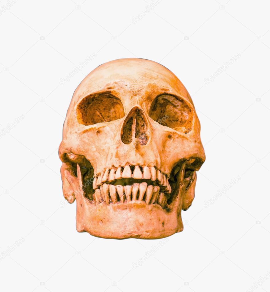 Human skull on isolated with clipping paths