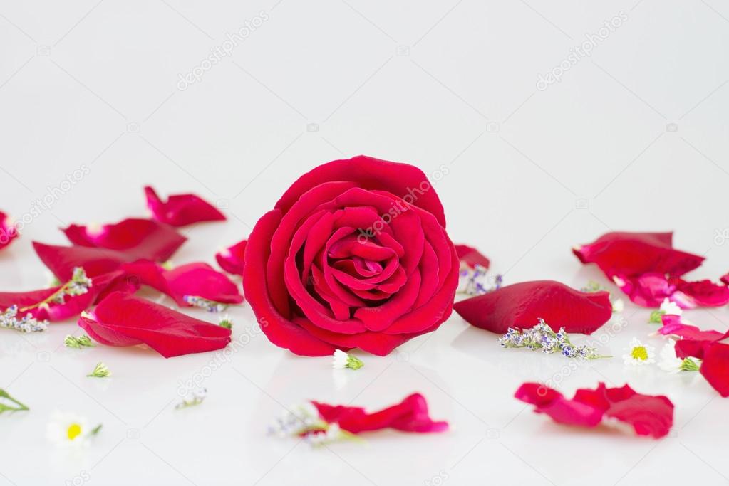 Red rose with white background
