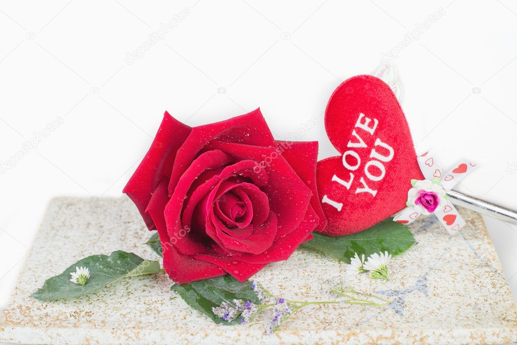 Red rose on plate with white background