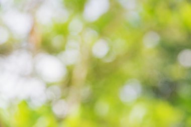 Doğal ağaç Abstrac bokeh bulanıklaştırır