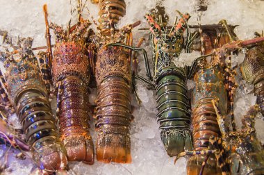 gündoğumu ve siluet efekti sesi renkli şeker palm