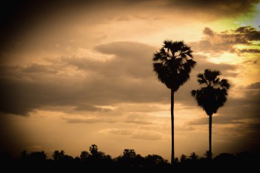 şeker palm gündoğumu ve siluet ve efekt rengi