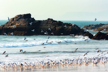 Kumsalda uçan martılar.