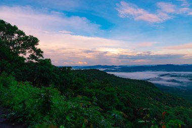 Karınca Kolonisi, Karınca Evi