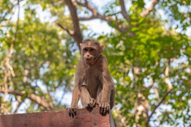 Karınca Kolonisi, Karınca Evi