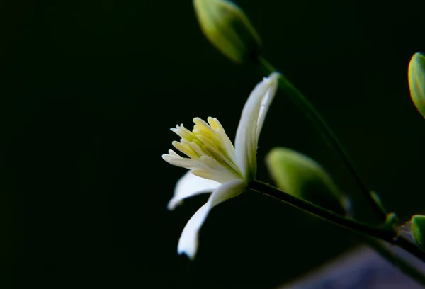 Whit Lili Clemantis Lingusticifolia Connu Sous Nom Barbe Vieil Homme — Photo