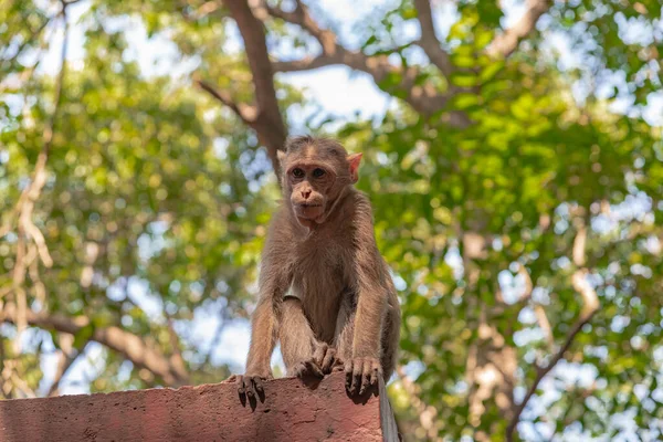 Karınca Kolonisi, Karınca Evi