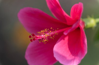 Pembe Hibiscus çiçeği mikro fotoğrafçılık