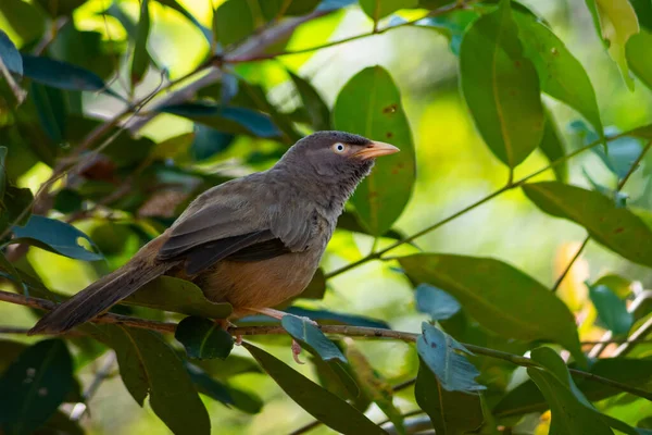 Turdoides Striata Oiseau Babbler Jungle Trouvé Inde Perché Sur Arbre — Photo