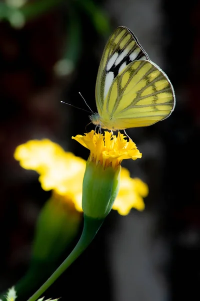 Indian Butterfly Bush Marigold Flower Butterfly Flower — Stock Photo, Image