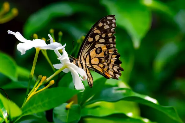 Papilio Demoleus Butterfly Flower Crape Jasmine Flower Butterfly — Stock Photo, Image