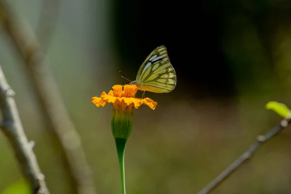 Indian Butterfly Bush Marigold Flower Butterfly Flower — Stock Photo, Image