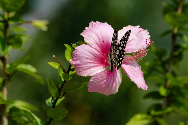 Chequered Swallotail Butterfly Pink Hibiscus Flower Butterfly Flower — Stock Photo, Image