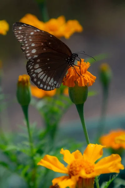 King Crow Common Crow Indian Butterfly Bush Marigold Flower Butterfly — Stock Photo, Image