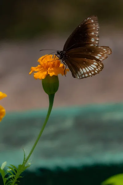 King Crow Common Crow Indian Butterfly Bush Marigold Flower Butterfly — Stock Photo, Image