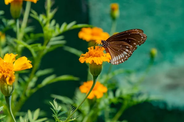 King Crow Common Crow Indian Butterfly Bush Marigold Flower Butterfly — Stock Photo, Image