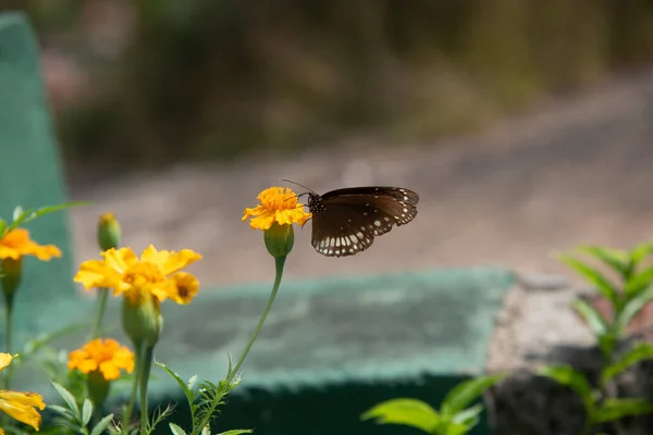 King Crow Common Crow Indian Butterfly Bush Marigold Flower Butterfly — Stock Photo, Image