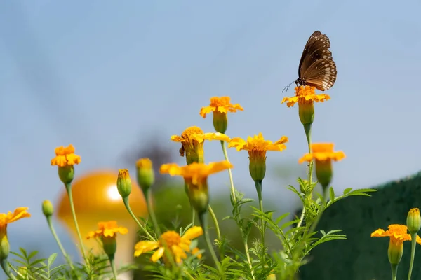 King Crow Common Crow Indian Butterfly Bush Marigold Flower Butterfly — Stock Photo, Image