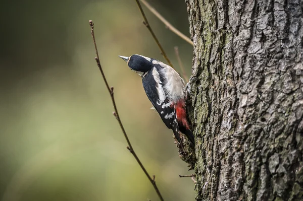 Great spotted woodpecker, Dendrocopos major, perched on the side of a tree