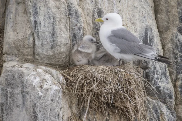 Kittiwake, Rissa, standing on its nest on the cliff edge with two babies