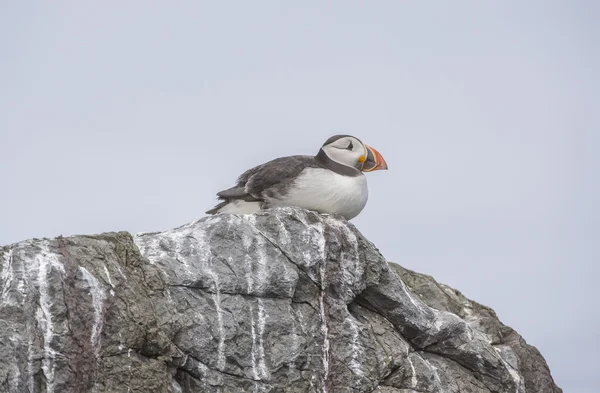 Puffin, Fratercula arctica, sitting on the cliff edge