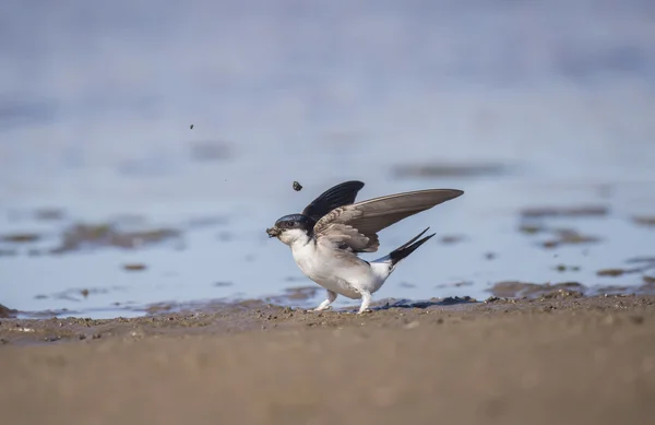 House martin, Delichon urbica, with mud for nest building