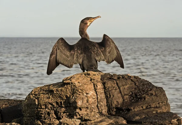 Cormorant, Phalacrocorax carbo, perched on a rock drying its wings