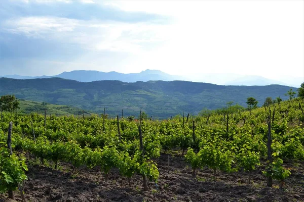 Yazın başlarında, arka planda dağlarla birlikte bitkisel hayatta şarap bağları — Stok fotoğraf