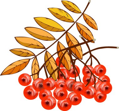 Sonbahar, hasat, hasat, böğürtlen, kırmızı böğürtlen, rowan fırçası, rowan ağacı, sarı yapraklar.