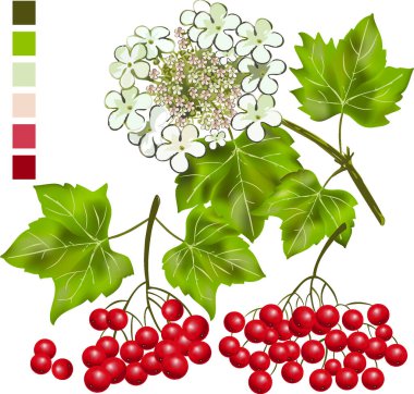 viburnum çiçekleri, viburnum kümeleri, Ukrayna 'nın sembolü, tıbbi bitkiler, bitkiler, viburnum çizimi, böğürtlen, küçük meyve, kırmızı dut