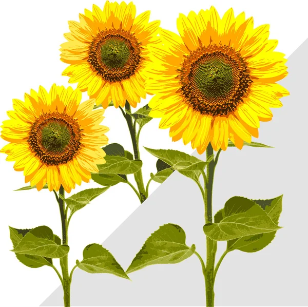 Imprimer Tournesols Fleurs Jaunes Dessin Tournesol Atteindre Soleil Fleurs Lumineuses — Image vectorielle