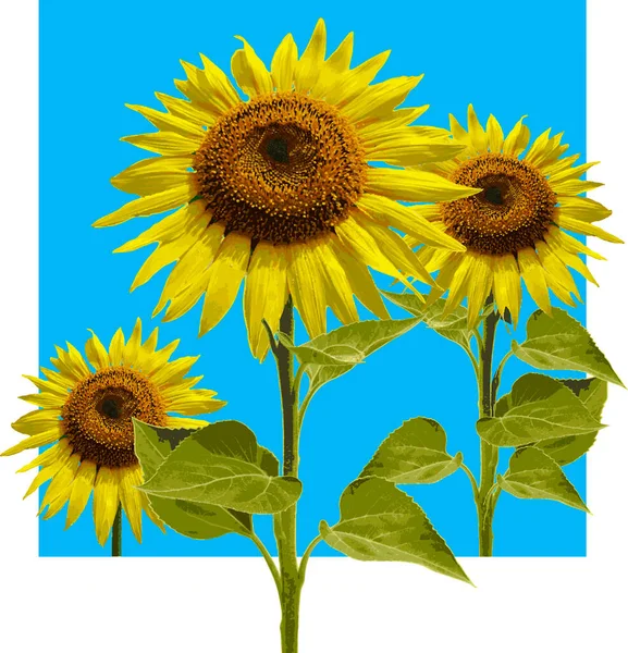 Verano Girasoles Impresión Flores Amarillas Dibujo Girasol Verano Flores Brillantes — Vector de stock