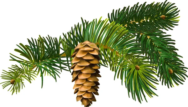 Fichtenzweig Bild Fichtenzapfen Wald Immergrüner Baum Neujahr Weihnachten Fichte — Stockvektor