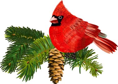 Kuş, Kızıl Kardinal, doğum kuşu, Mutlu Noeller, yeni yıl, ladin dalı, kartpostal, kırmızı kuş, parmak izi.