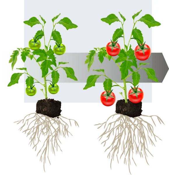 番茄生长阶段 番茄收获 漂亮的番茄 番茄丰收 生长阶段 — 图库矢量图片