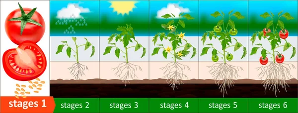 说明西红柿生长阶段 西红柿生长阶段 西红柿生长阶段 西红柿的绘制 番茄收获 漂亮的西红柿 西红柿的丰收 生长阶段 — 图库矢量图片