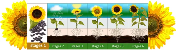 Tournesol Illustration Stade Croissance Tournesol Illustration Beau Tournesol Récolte Dessin — Image vectorielle