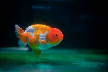 Tanktaki sevimli ve güzel Ranchu.