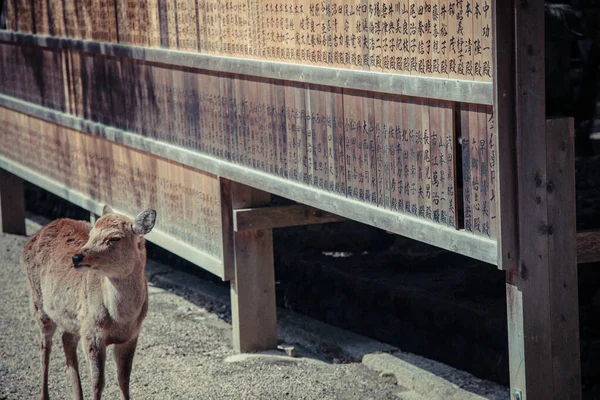 Asia Japón Kansai Precioso Ciervo Salvaje Nara Kasuga Taisha Muchos —  Fotos de Stock