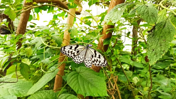 Asie Taipei Idée Leucone Cueillette Nectar — Photo