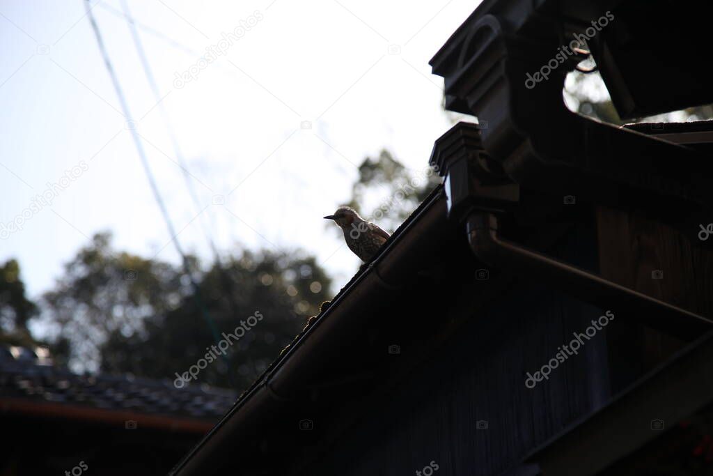 A bird on the eaves of the street view of Kiyomizu Temple in Higashiyama, Kyoto, Japan