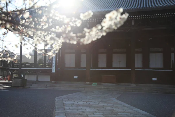 Kyoto Japan March 2013 Λευκές Κερασιές Στο Nishihonganji — Φωτογραφία Αρχείου