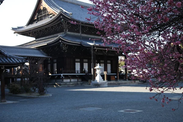 Kyoto Japan Maart 2013 Rode Kersenbomen Nishihonganji — Stockfoto