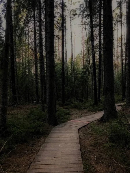 Camino Madera Misterioso Bosque Pinos Oscuro Iluminado Por Luz Del — Foto de Stock