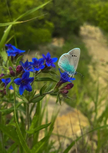 Kleiner Blauer Schmetterling Sitzt Auf Einer Blauen Blume Mit Lila — Stockfoto