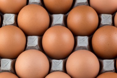 Taze tavuk yumurta karton yumurta tepsisinde