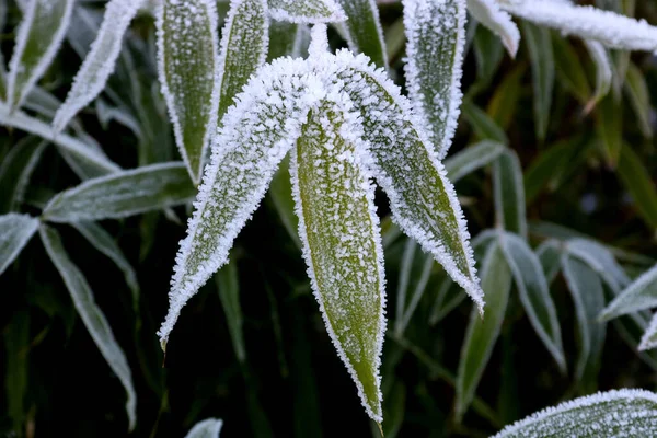 冬の朝に霜が降り竹の葉 — ストック写真
